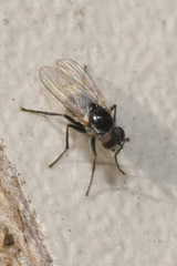Coenosia atra
