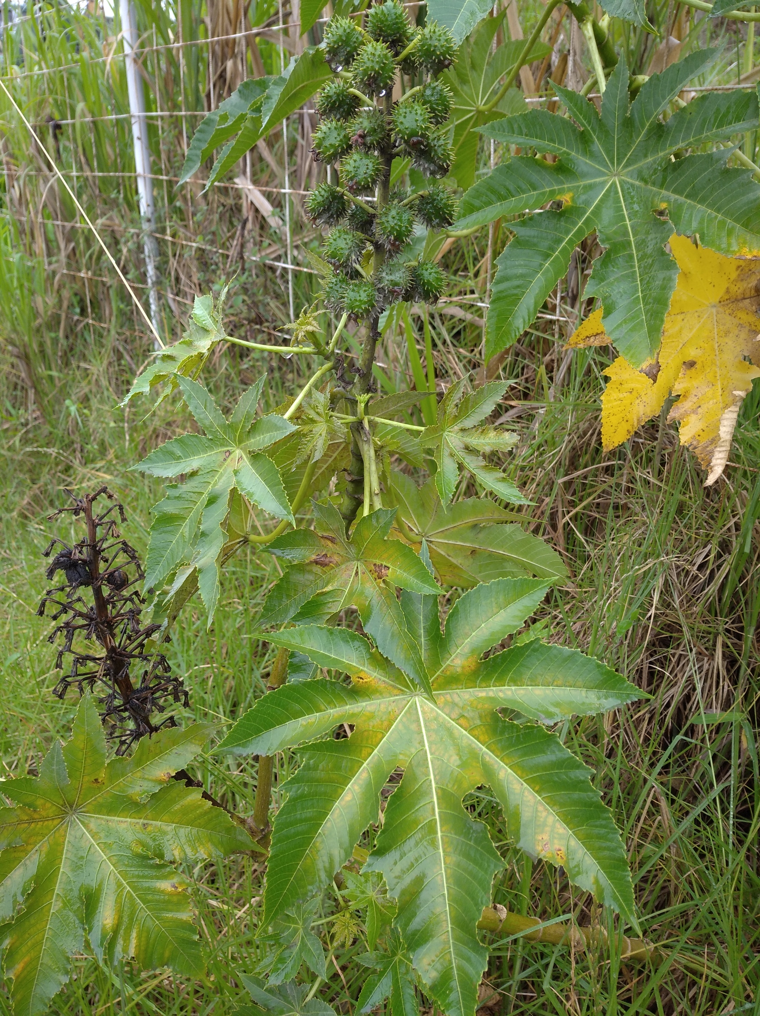Ricinus communis image