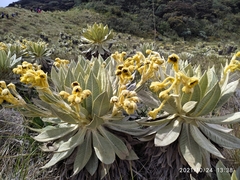 Espeletia hartwegiana