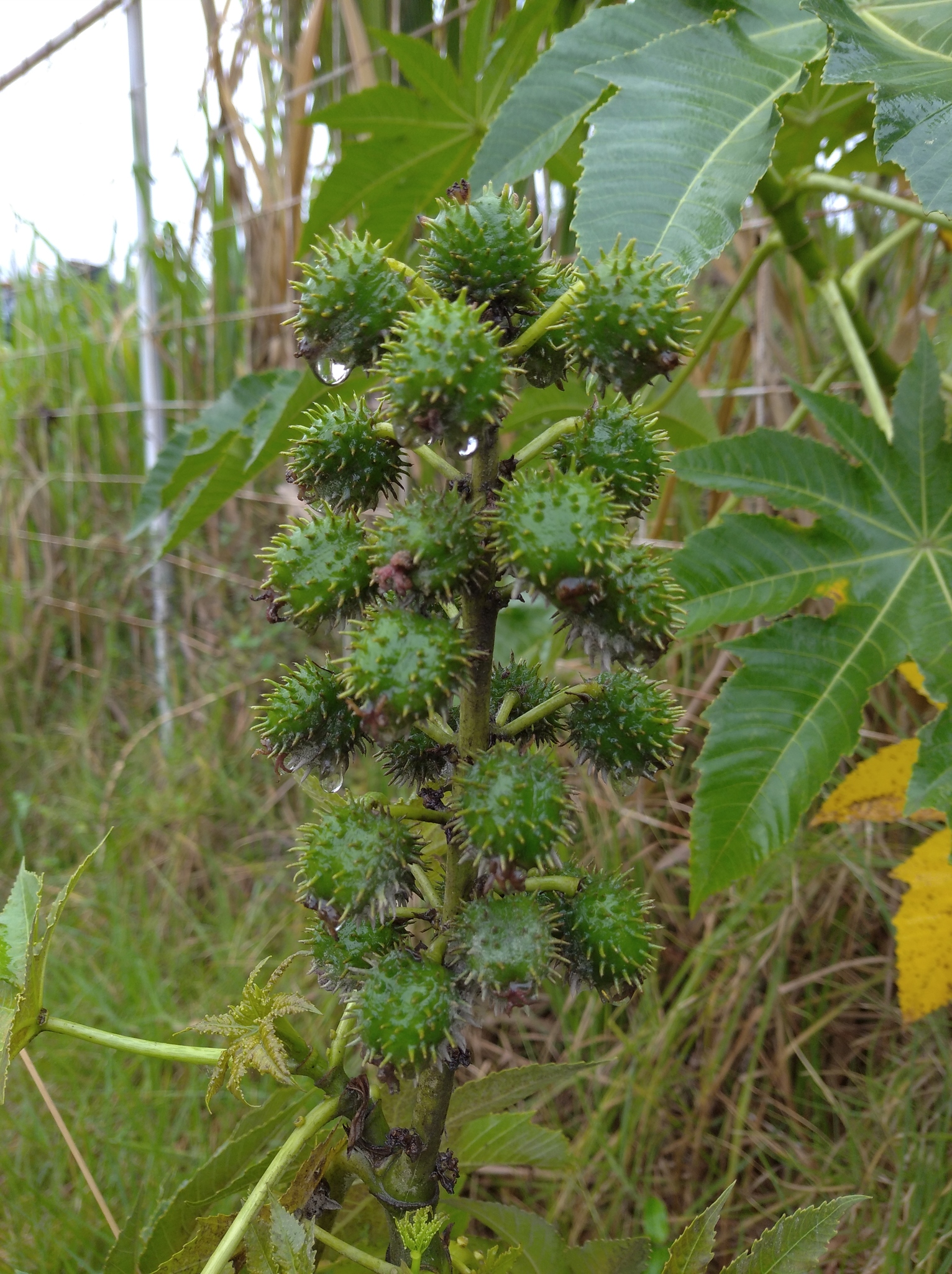 Ricinus communis image