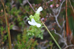 Pedicularis sylvatica