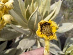 Espeletia hartwegiana