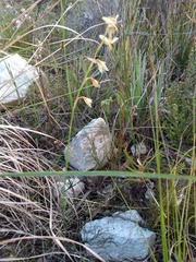 Hesperantha radiata