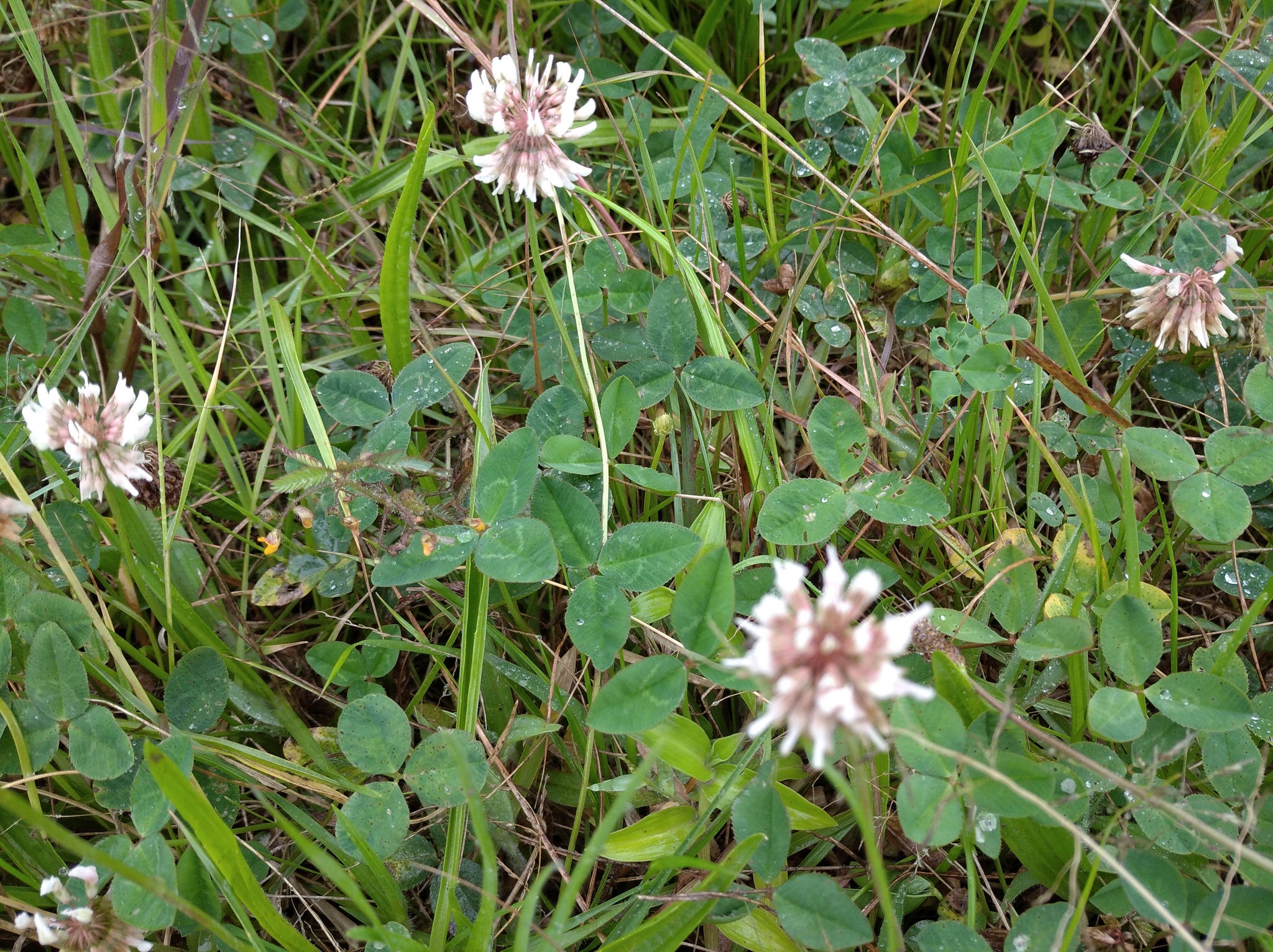 Trifolium image