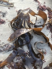 Laminaria digitata
