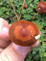 Leratiomyces ceres