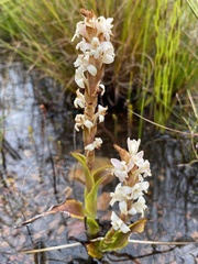 Satyrium stenopetalum