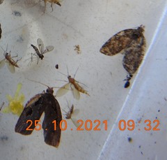 Cryptaspasma querula
