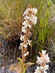 Satyrium stenopetalum
