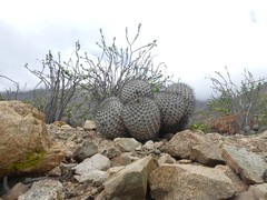 Copiapoa gigantea