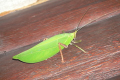 Onomarchus uninotatus