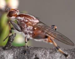 Tapeigaster nigricornis