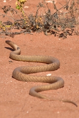 Pseudonaja aspidorhyncha