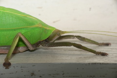 Onomarchus uninotatus