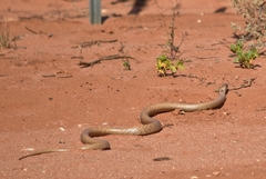 Pseudonaja aspidorhyncha