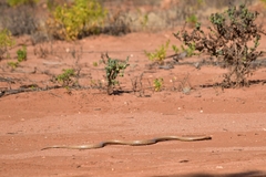 Pseudonaja aspidorhyncha