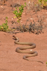 Pseudonaja aspidorhyncha
