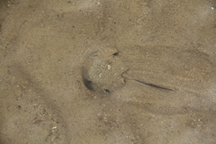 Carcinoscorpius rotundicauda