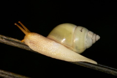 Amphidromus