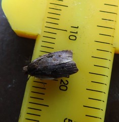 Cryptaspasma querula