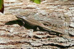 Dasia vittata