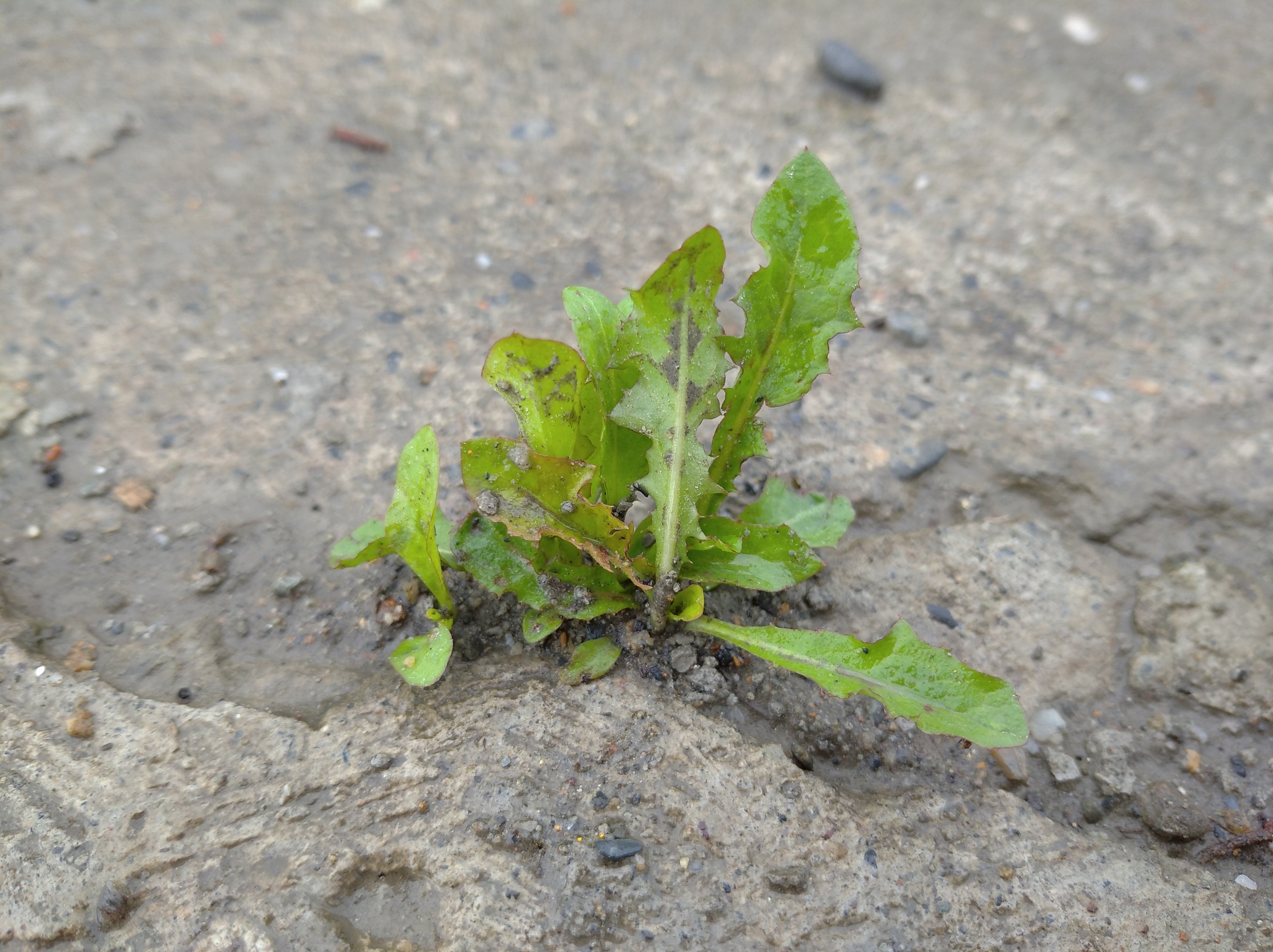 Taraxacum image