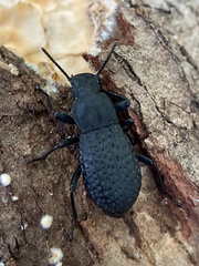 Polypleurus perforatus