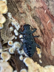 Polypleurus perforatus