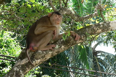 Macaca nemestrina