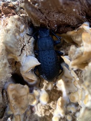 Polypleurus perforatus