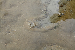 Tachypleus tridentatus