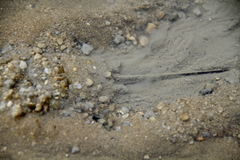 Tachypleus tridentatus