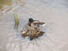 Anas platyrhynchos