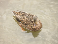 Anas platyrhynchos