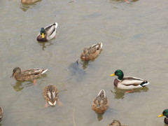 Anas platyrhynchos