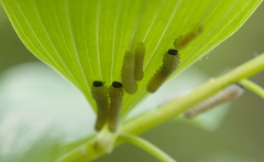 Phymatocera aterrima