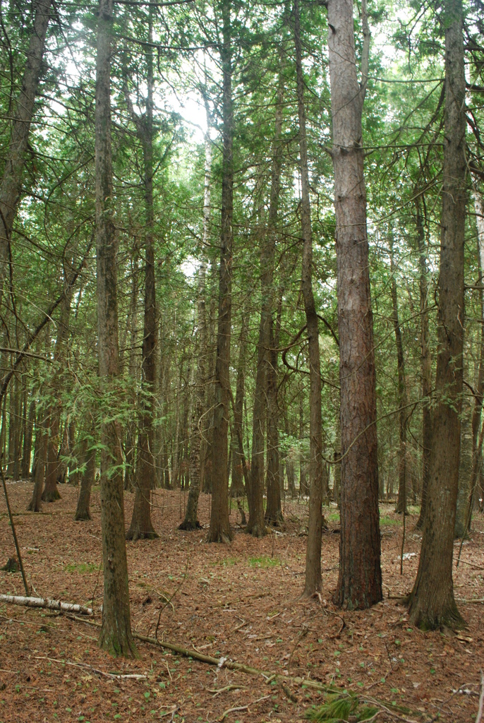 northern white cedar (Gorham 11 (Site 1)) · iNaturalist