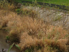 Typha latifolia