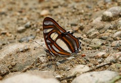 Metamorpha elissa