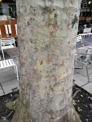 Platanaceae