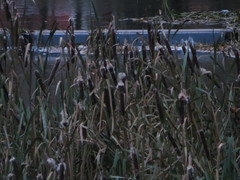 Typha latifolia