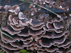 Trametes