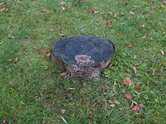 Trametes