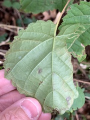 Phyllocnistis vitifoliella