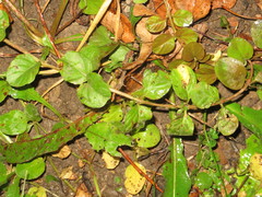 Lysimachia nummularia