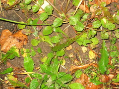 Lysimachia nummularia