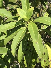 Coprosma longifolia