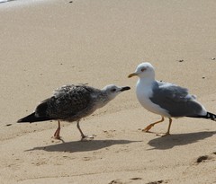 Larus michahellis