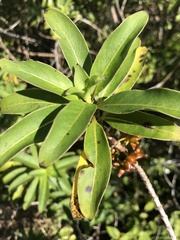Coprosma longifolia