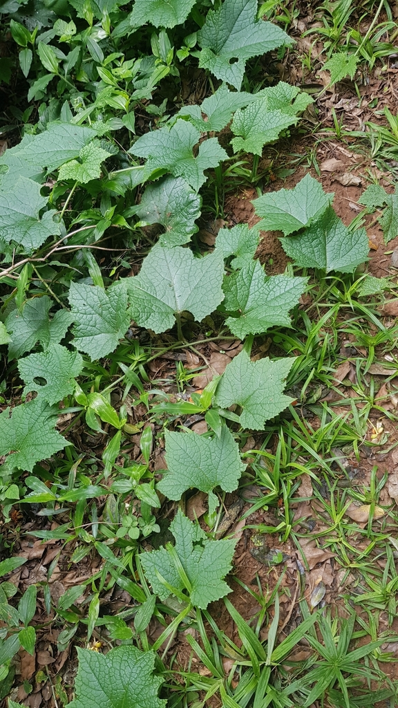 Peponium mackenii